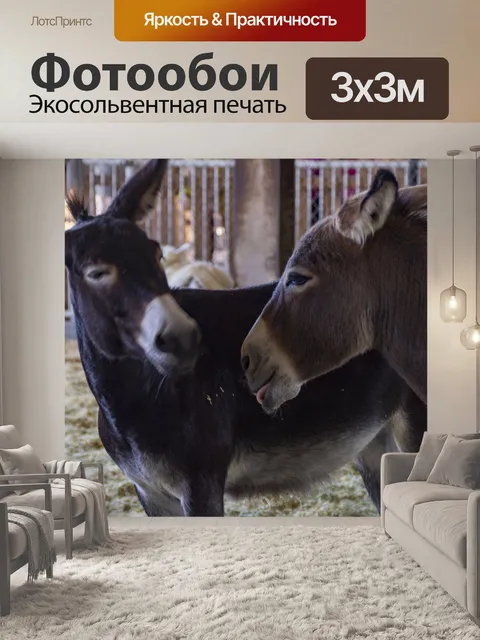 Фотообои Ослы