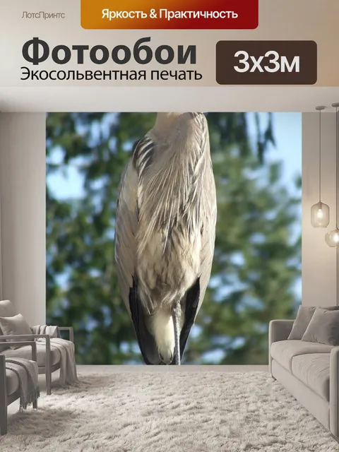 Фотообои Большая голубая цапля