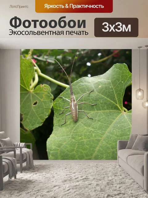 Фотообои Насекомое