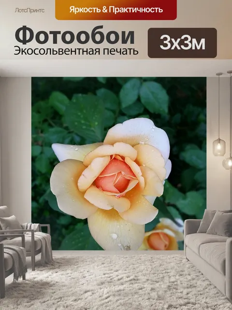 Фотообои Роза
