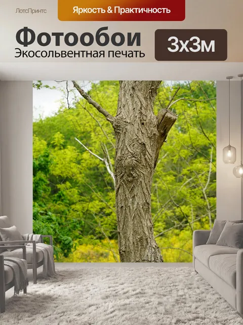 Фотообои Кора акации