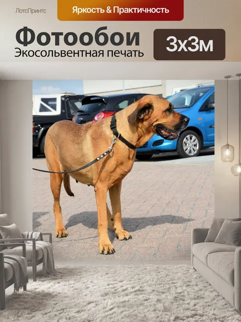 Фотообои Собаки 2.6