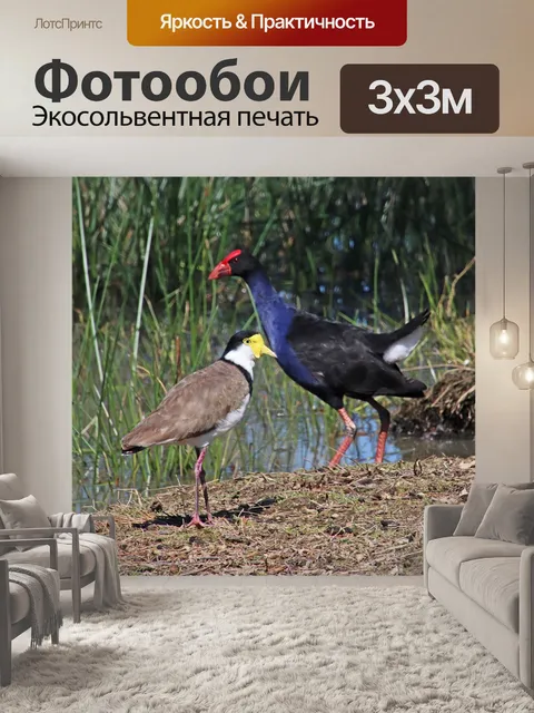 Фотообои Птицы