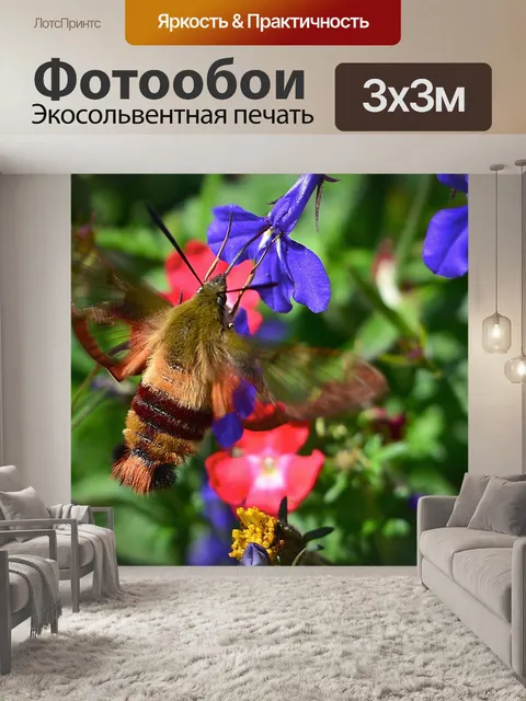 Фотообои Бабочка сфинкс