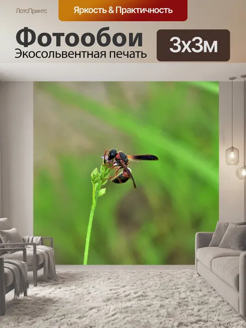 Фотообои Оса