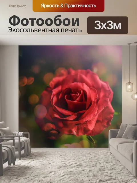 Фотообои роза, красный, цветок, лепесток, любовь,