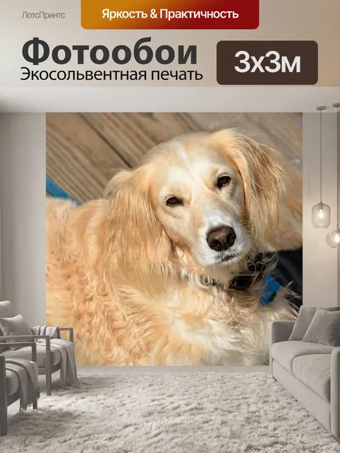 Фотообои Спасено собак