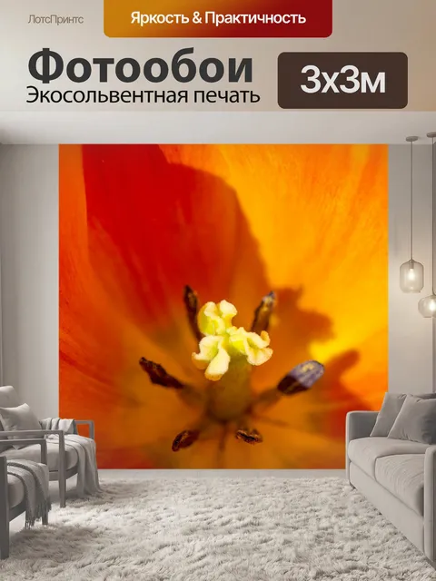 Фотообои Оранжевый тюльпан крупным планом