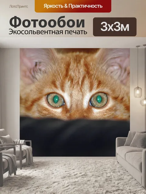 Фотообои Кот