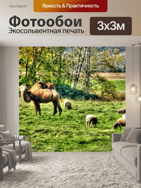 Фотообои Верблюд и овцы