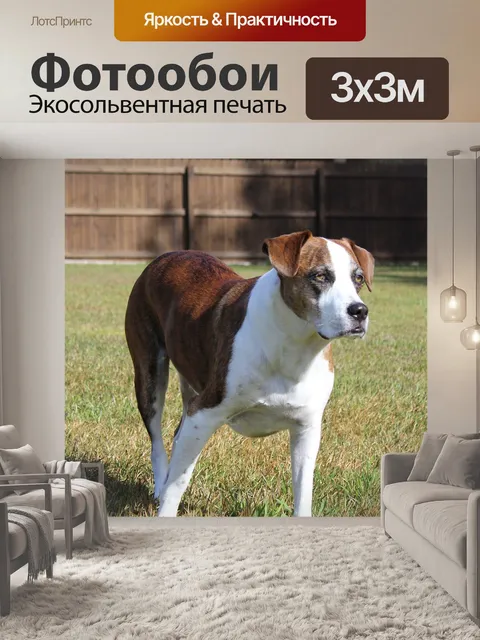 Фотообои Собаки