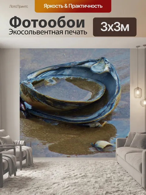 Фотообои Морская ракушка