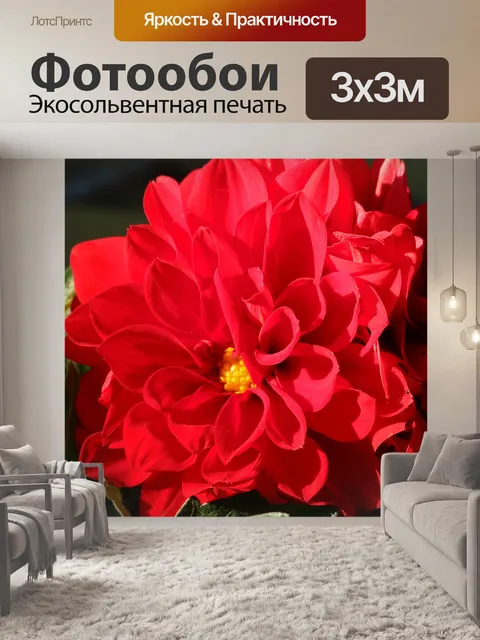 Фотообои Красный Далия Крупный план 2