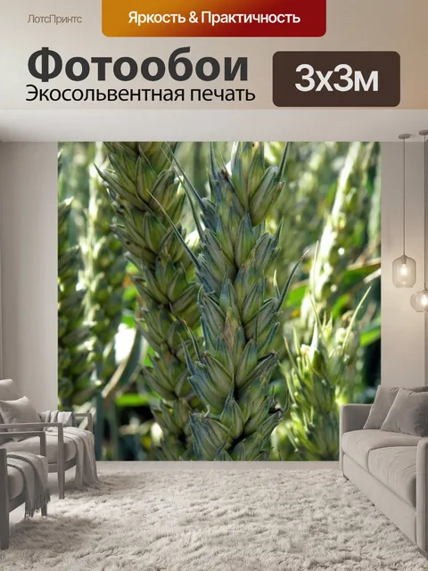 Фотообои Пшеница