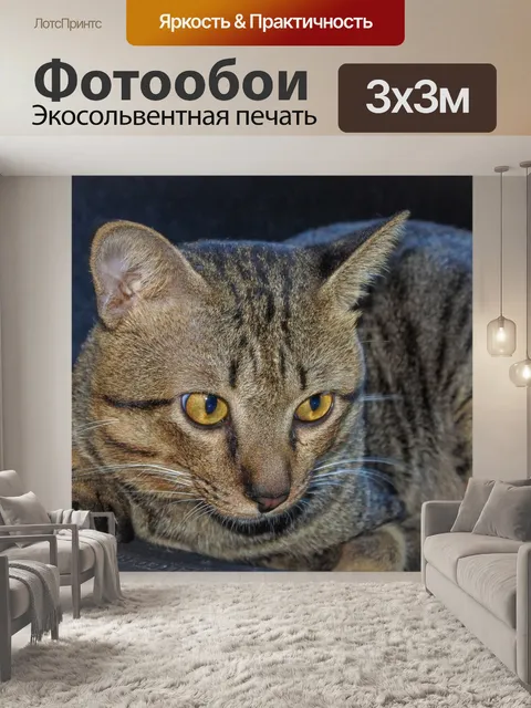 Фотообои Красивый милый кот