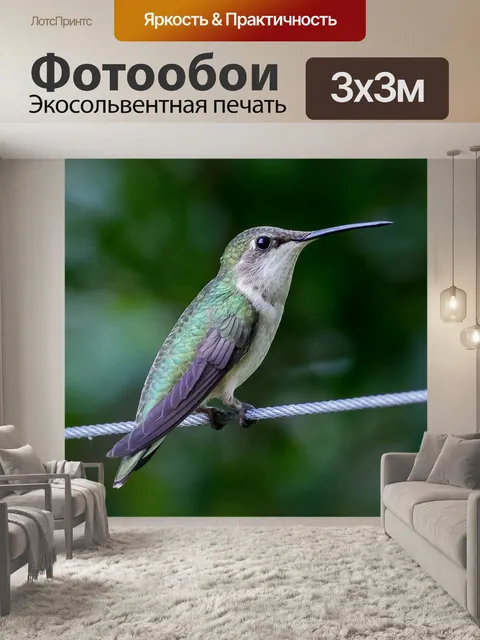 Фотообои Колибри