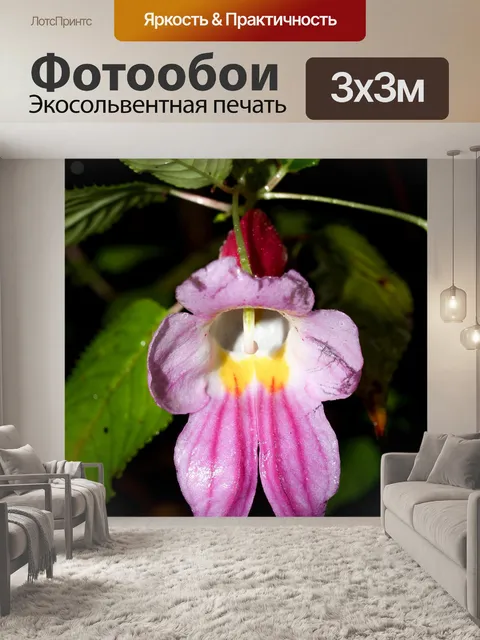 Фотообои Цветок попугая Чианг Дао, Чианг Май