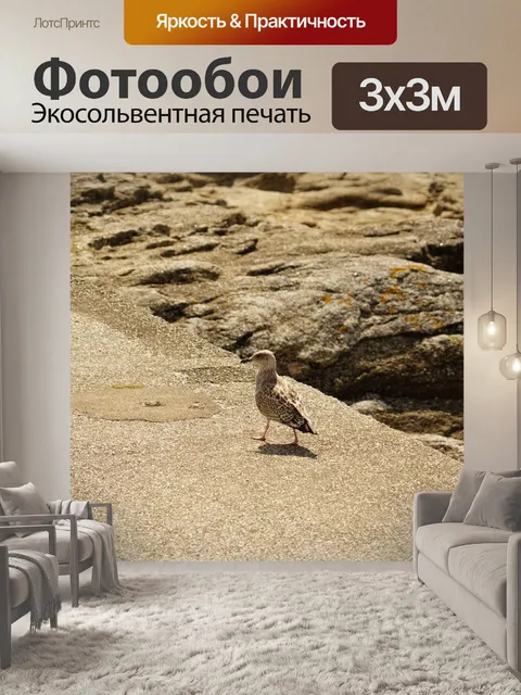 Фотообои Молодая чайка