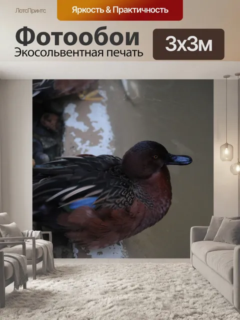 Фотообои Корица Teal Duck