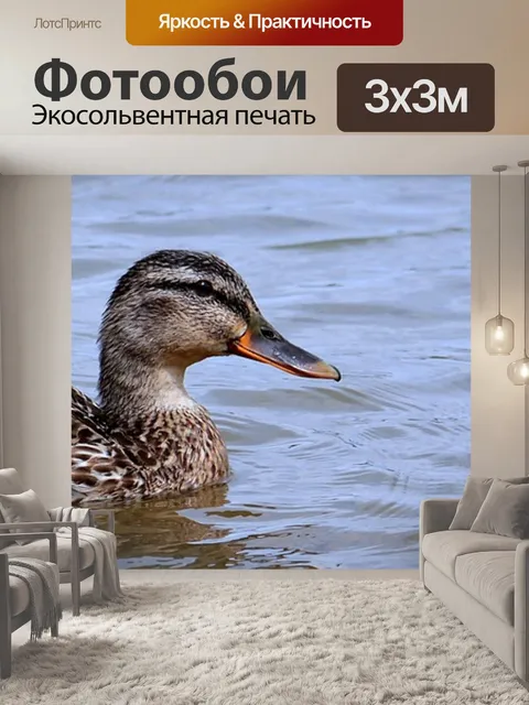 Фотообои Утка