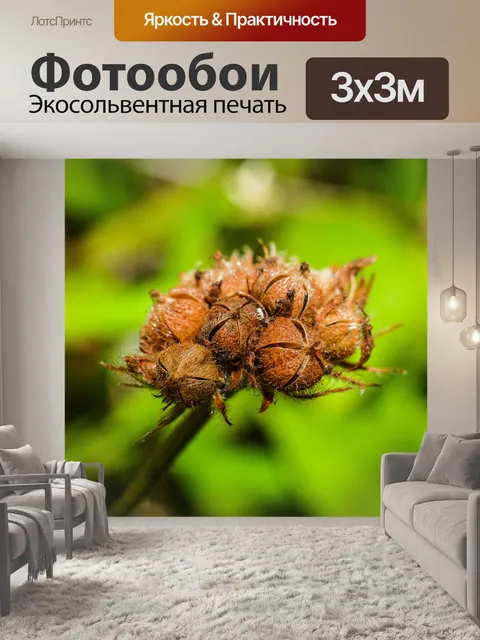 Фотообои Дикий цветок в Таиланде