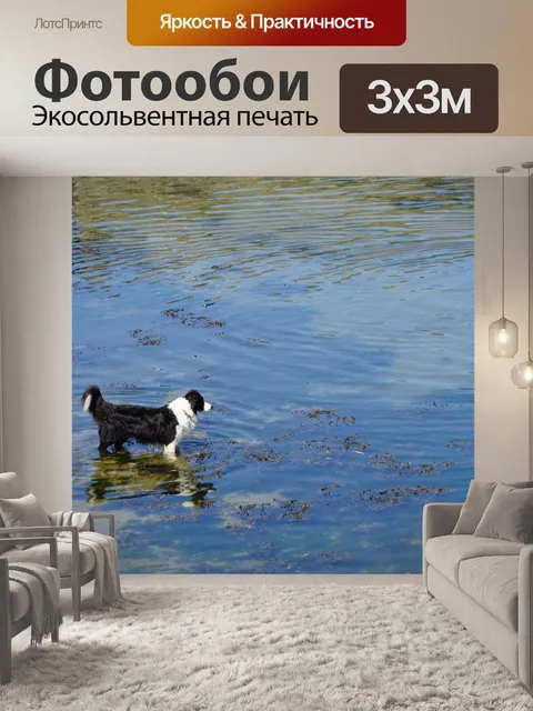 Фотообои Пограничный колли
