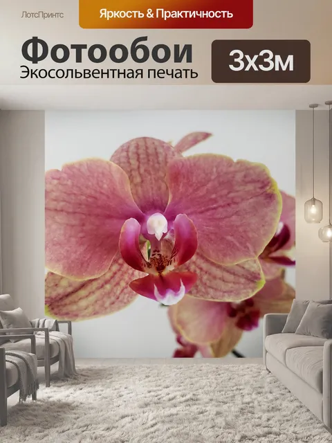 Фотообои Орхидея фаленопсис