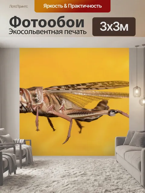 Фотообои Кузнечик