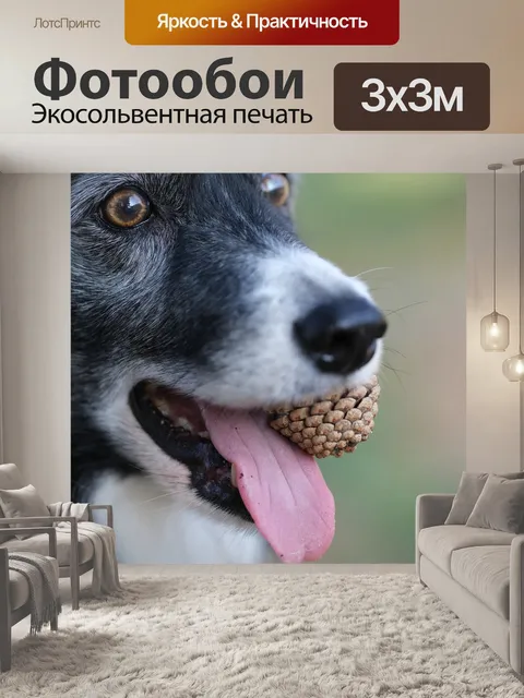 Фотообои Бордер-колли