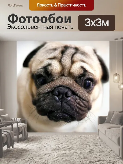 Фотообои Мопс
