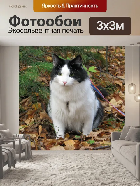 Фотообои Кот