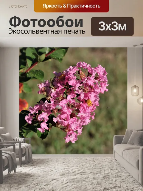 Фотообои Розовый Креп Мирт Блум