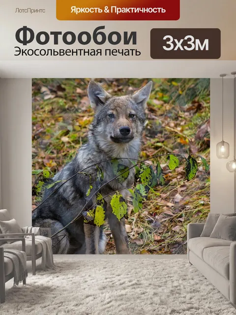 Фотообои Волк