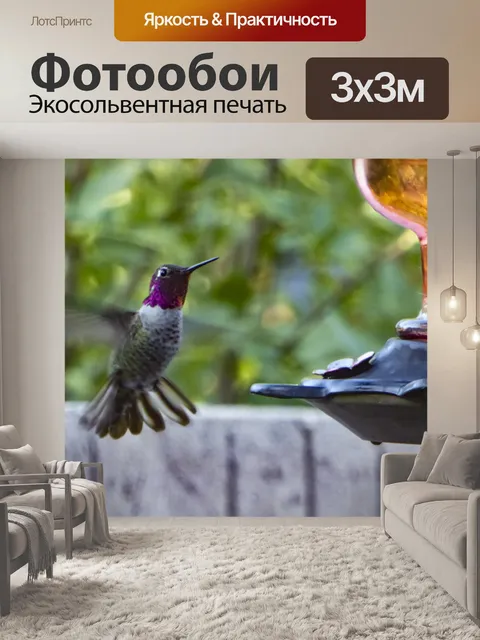 Фотообои Колибри Анны в полете
