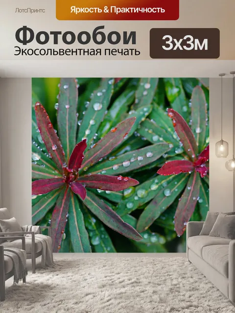 Фотообои Листья листва дождевая капля растения