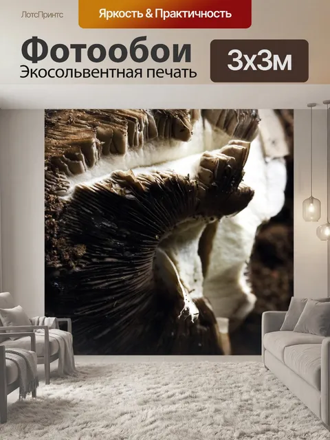 Фотообои шляпка гриба агарикус кампестрис