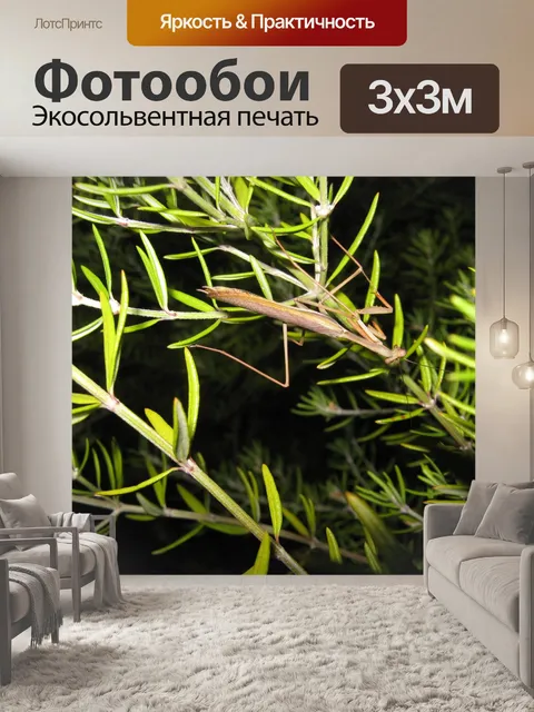 Фотообои Браун богомолов
