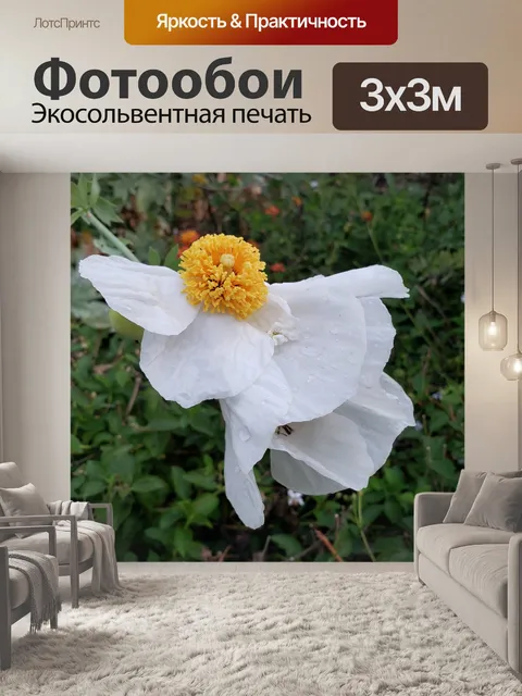 Фотообои Матилия Мак Макро