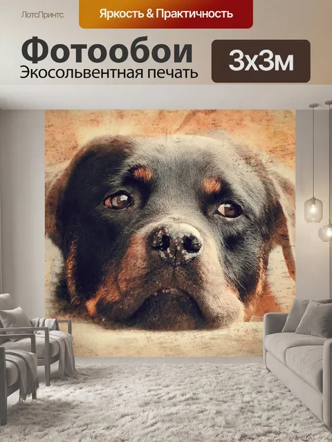 Фотообои Ротвейлер