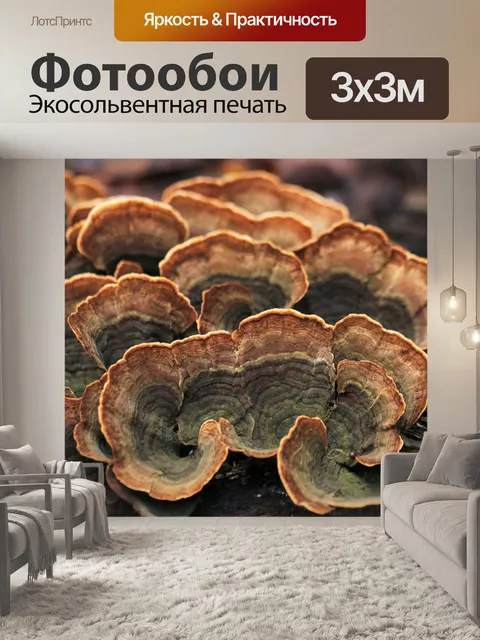Фотообои Ложные Турции хвост грибов крупным плано