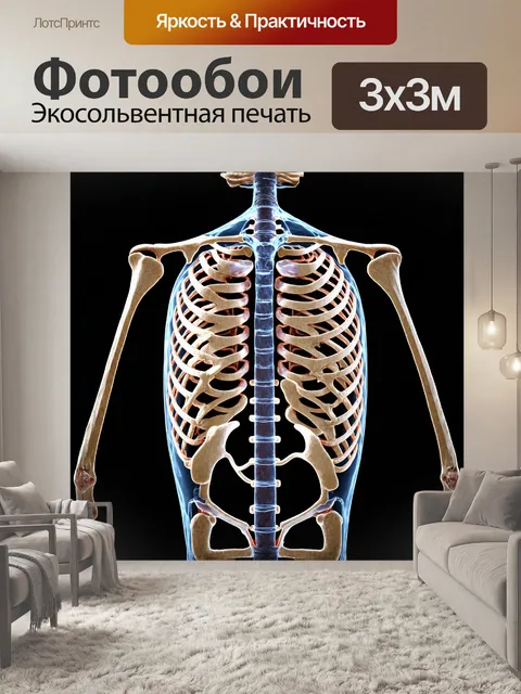 Фотообои грудная клетка в разрезе