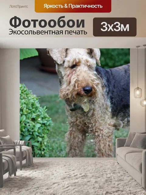 Фотообои Валлийский собак терьер