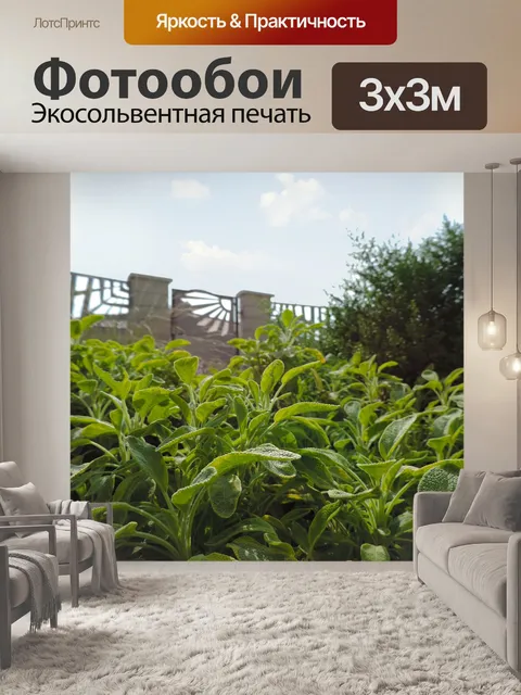 Фотообои Шалфей