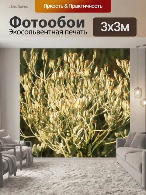 Фотообои Индийский подорожник в прериях крупным п