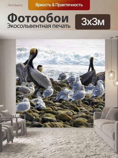Фотообои Пеликаны и чайки