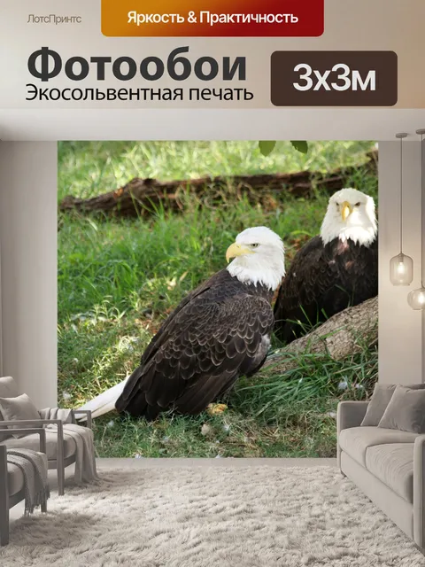 Фотообои Два лысых орла, лежащих на земле