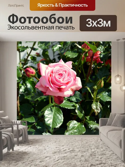 Фотообои Роза