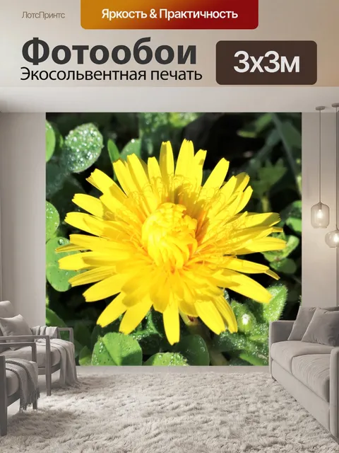 Фотообои Цветок одуванчика и роса крупным планом