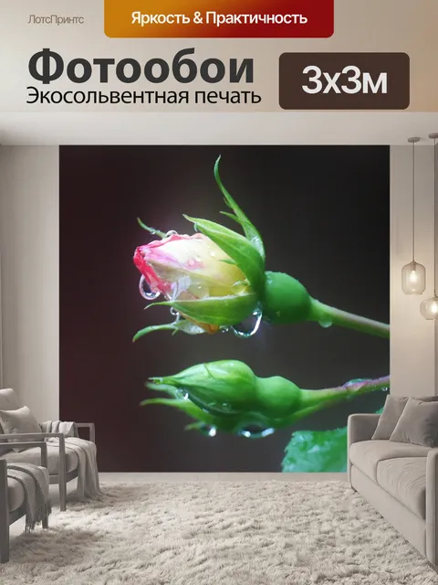 Фотообои Роза