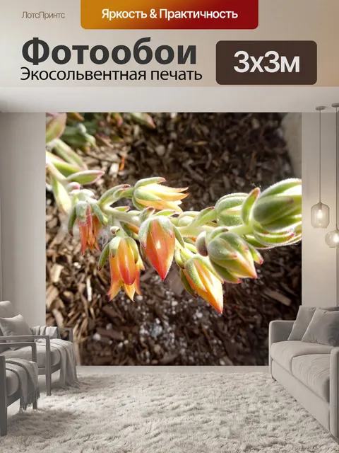 Фотообои Цветущий суккулент